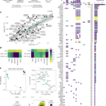 Lung tumouroids as a testing platform for precision CAR T cell therapy
