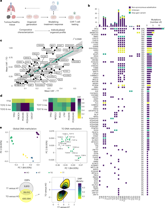 Lung tumouroids as a testing platform for precision CAR T cell therapy