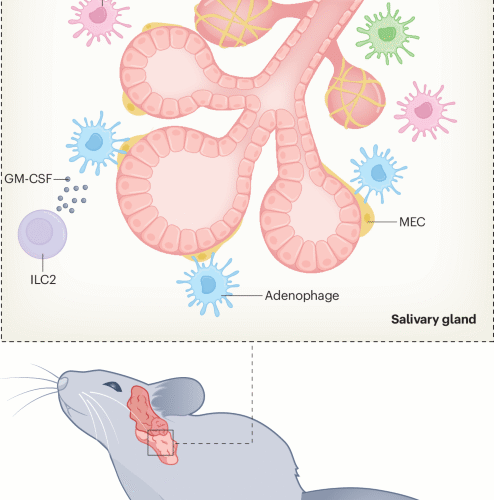 Macrophages conquer the glands | Nature Immunology