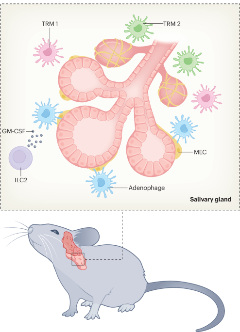 Macrophages conquer the glands | Nature Immunology