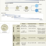 Mapping the spatiotemporal adaptation of eosinophils