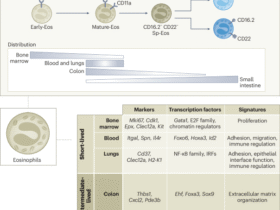 Mapping the spatiotemporal adaptation of eosinophils