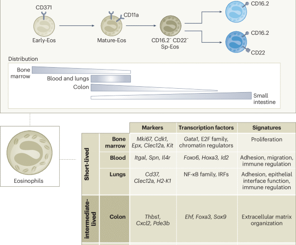 Mapping the spatiotemporal adaptation of eosinophils