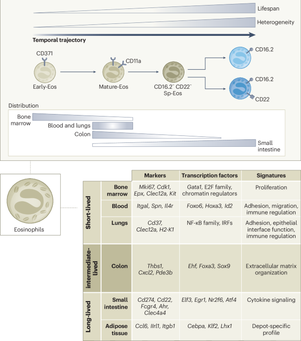 Mapping the spatiotemporal adaptation of eosinophils
