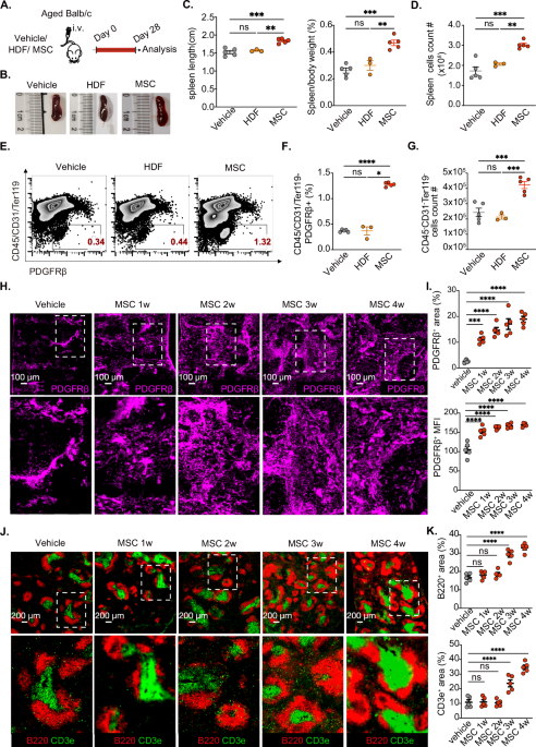 Mesenchymal stromal cells counteract with age-related immune decline and enhance vaccine efficacy by modulating endogenous splenic marginal reticular cells in elderly models