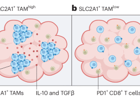 Metabolic borders shape immune resistance