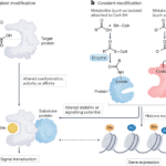 Metabolites as signalling molecules in the tumour immune microenvironment