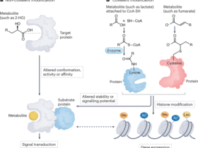 Metabolites as signalling molecules in the tumour immune microenvironment