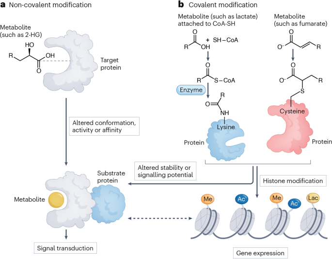 Metabolites as signalling molecules in the tumour immune microenvironment