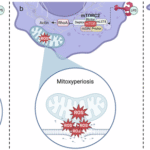 Mitochondria target the plasma membrane to cause mitoxyperiosis