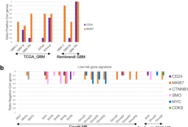 Mitoxantrone alters CD24/Siglec-10 expression in malignant brain tumor models
