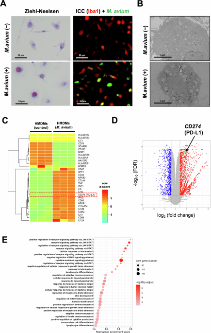 Mycobacterium avium infection induced PD-L1 overexpression in macrophages: a potential involvement with immune escape