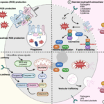 Neutrophils as critical orchestrators of chronic inflammation