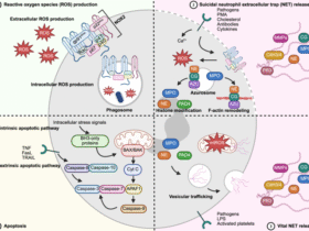 Neutrophils as critical orchestrators of chronic inflammation