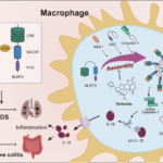 Nimbolide ameliorates ARDS and ulcerative colitis by disrupting NLRP3 inflammasome activation