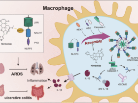 Nimbolide ameliorates ARDS and ulcerative colitis by disrupting NLRP3 inflammasome activation