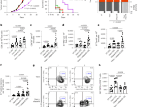 PARP inhibition generates enhanced CD8+ central memory T cells by transcriptional and metabolic reprogramming