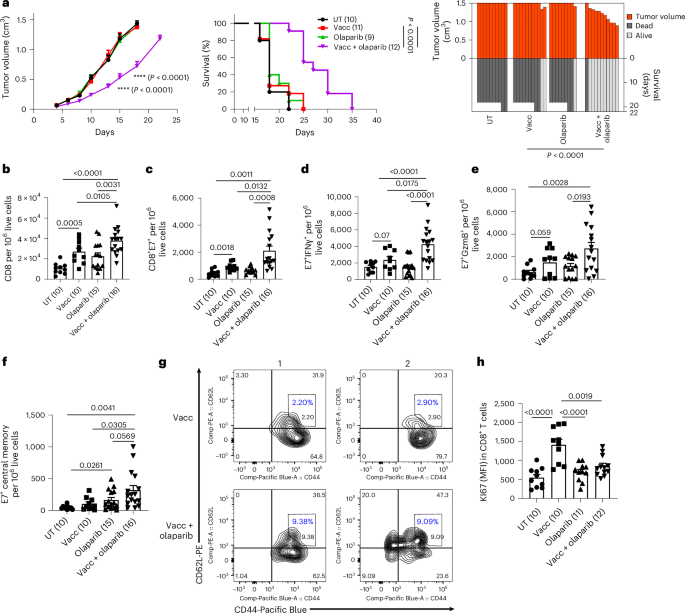 PARP inhibition generates enhanced CD8+ central memory T cells by transcriptional and metabolic reprogramming
