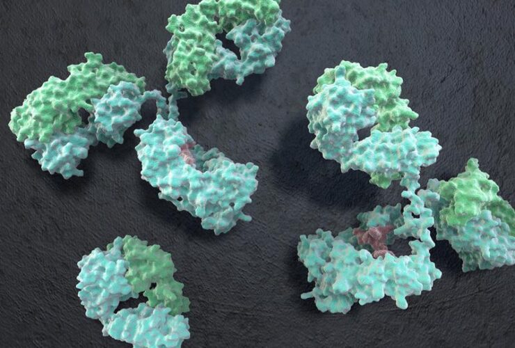 Pathogenic IgE-fated memory B cell responses retain functional plasticity | Science Immunology