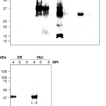Potential of plant chloroplast-based recombinant expression systems to express bacterial membrane proteins as vaccine candidates for Salmonella in poultry
