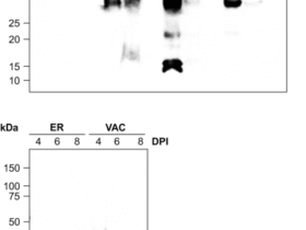 Potential of plant chloroplast-based recombinant expression systems to express bacterial membrane proteins as vaccine candidates for Salmonella in poultry