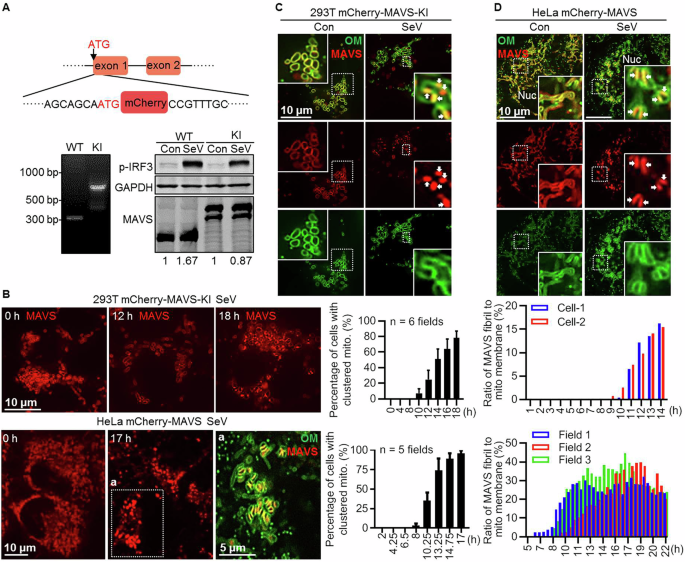 Prion-like MAVS fibrils stitch mitochondria to promote a rapid antiviral response