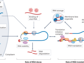 RNA-binding proteins and ribonucleoproteins as determinants of immunity