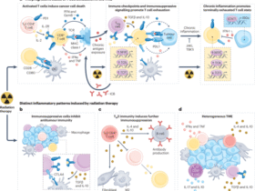 Radiation as an immune modulator: mechanisms and implications for combination with immunotherapy