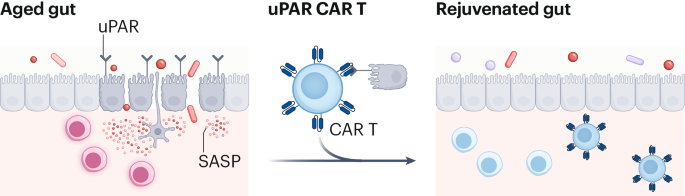 Rejuvenating the aging gut by targeting senescence