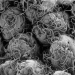 Segmented filamentous bacteria reprogramming of alveolar macrophages limits postinfluenza bacterial pneumonia | Science Immunology