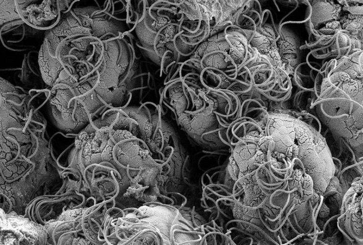 Segmented filamentous bacteria reprogramming of alveolar macrophages limits postinfluenza bacterial pneumonia | Science Immunology