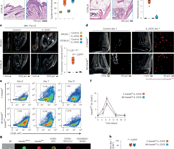 Skin-derived myeloid precursors and joint-resident fibroblasts spread psoriatic disease from skin to joints