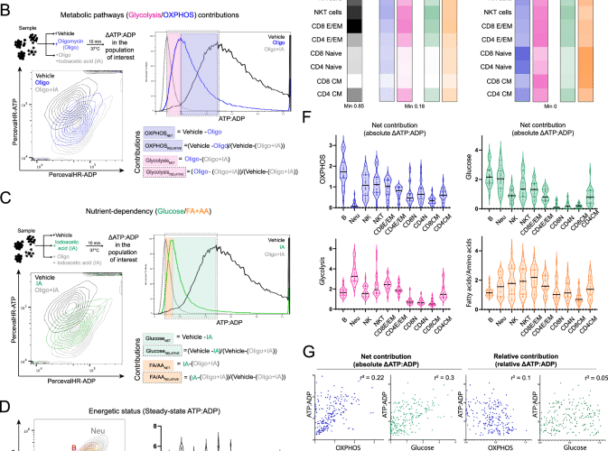 Spatiotemporal regulation of energetic charge dictates T cell function