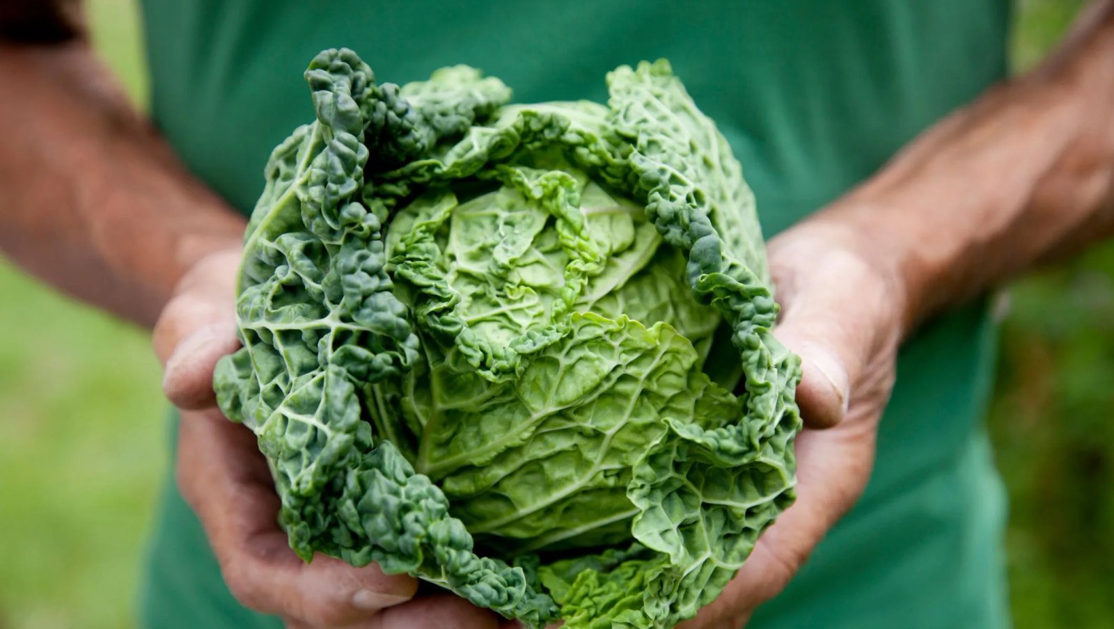3 Reasons Cabbage Can Cause Stomach Pain