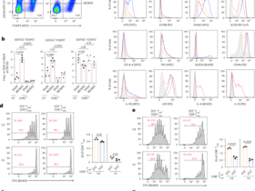 TSLP promotes GATA3-expressing effector regulatory T cells via DC2 derived from transitional DCs