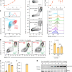 Targeting autocrine retinoic acid signaling by ALDH1A2 inhibition enhances antitumor dendritic cell vaccine efficacy