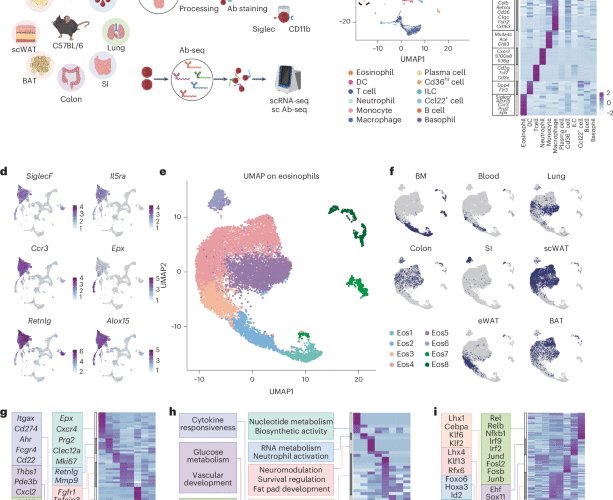 Temporal and spatial atlas of eosinophil specialization across tissues