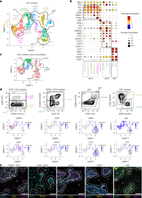 The differentiation and function of heterogeneous thymic dendritic cell subsets require signals provided by distinct thymocyte cell types