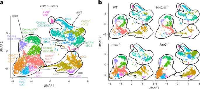 Thymocyte subsets regulate activation of different dendritic cell subsets via unique signals