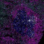 Transient disruption of T cell help impairs germinal center dynamics and memory responses | Science Immunology