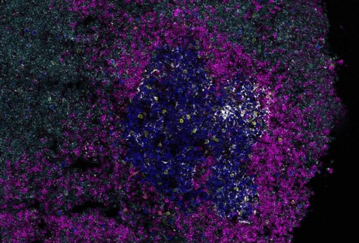Transient disruption of T cell help impairs germinal center dynamics and memory responses | Science Immunology