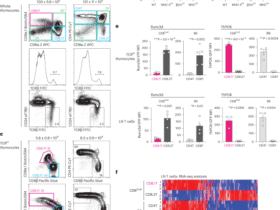 Unraveling CD8 lineage decisions reveals that functionally distinct CD8+ T cells are selected by different MHC-I thymic peptides