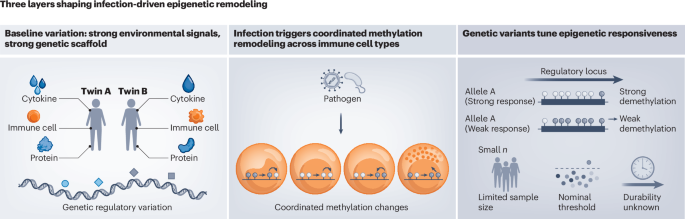 Written in our genes, epigenetically edited by infection