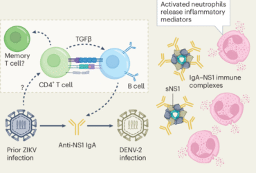 Zika immune imprint risks dengue