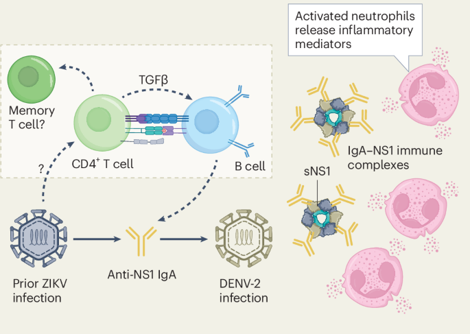 Zika immune imprint risks dengue