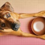 10 Best and Worst Foods for Dogs, According to a Vet