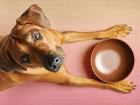 10 Best and Worst Foods for Dogs, According to a Vet