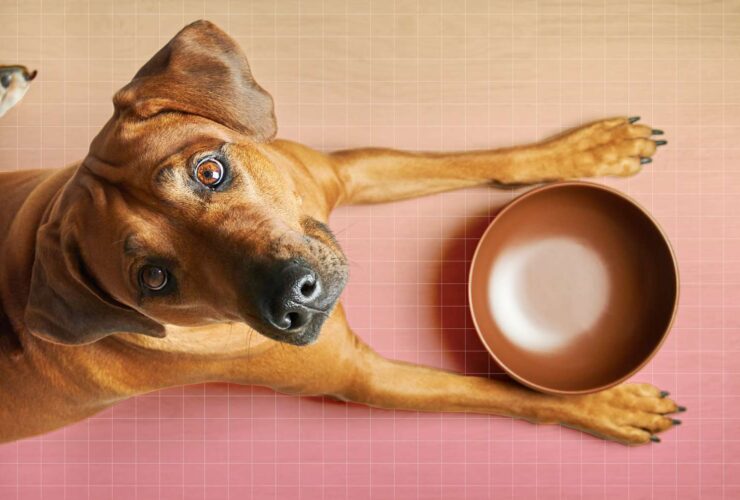 10 Best and Worst Foods for Dogs, According to a Vet