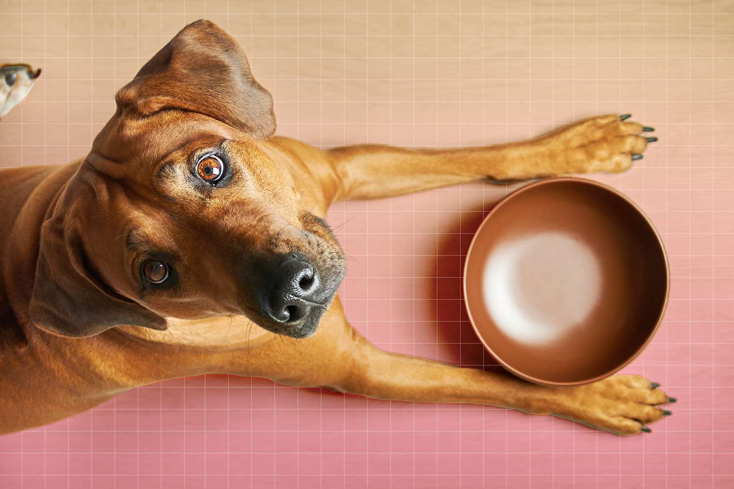10 Best and Worst Foods for Dogs, According to a Vet