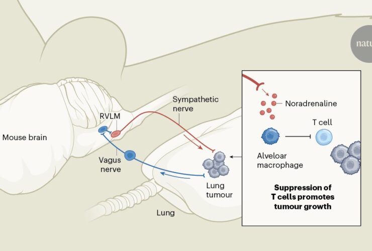 A tumour-to-brain pathway hinders anticancer defences